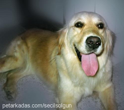 ice Dişi Golden Retriever