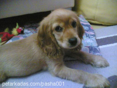 paşa Erkek İngiliz Cocker Spaniel