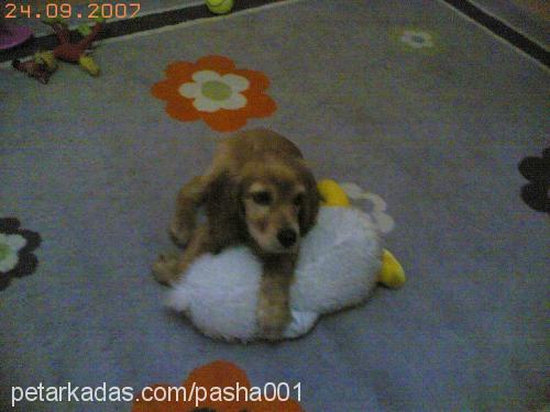 paşa Erkek İngiliz Cocker Spaniel