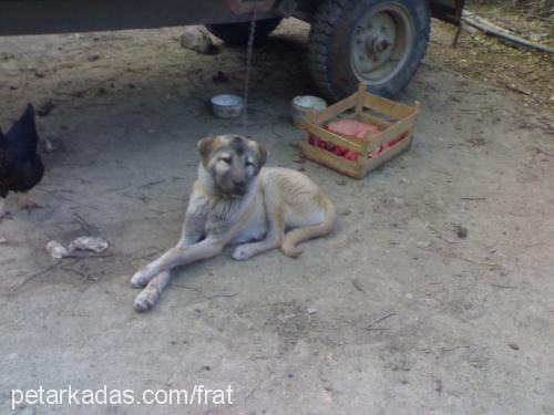 yargıç Erkek Kangal