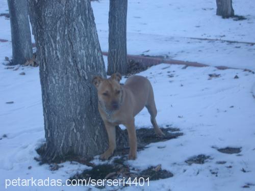 bozooo.... Dişi Amerikan Pitbull Terrier