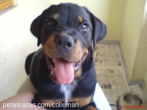 Şehrazat Dişi Rottweiler