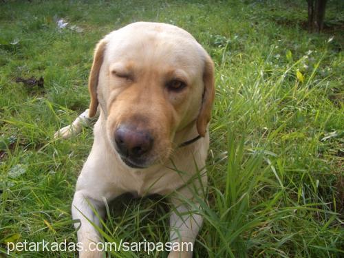 paşa Erkek Labrador Retriever