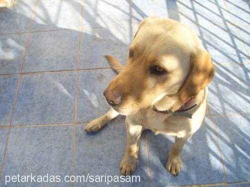 paşa Erkek Labrador Retriever