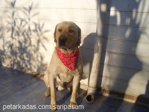 paşa Erkek Labrador Retriever