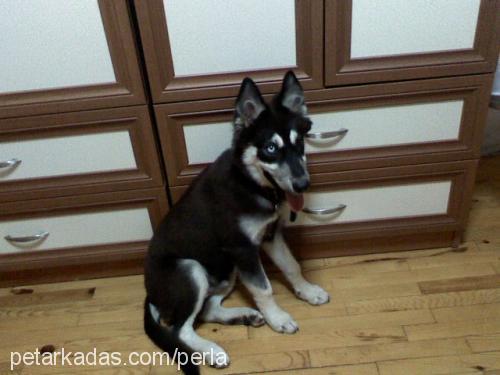 çakır Erkek Sibirya Kurdu (Husky)