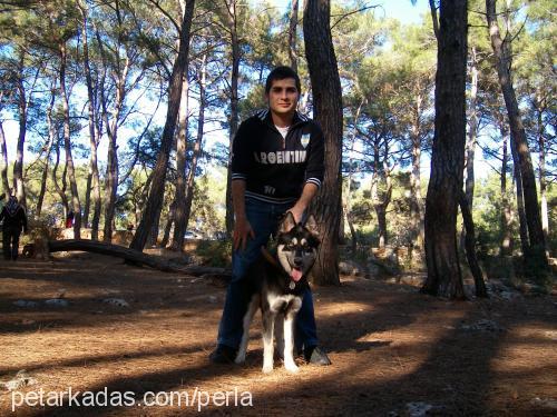 çakır Erkek Sibirya Kurdu (Husky)