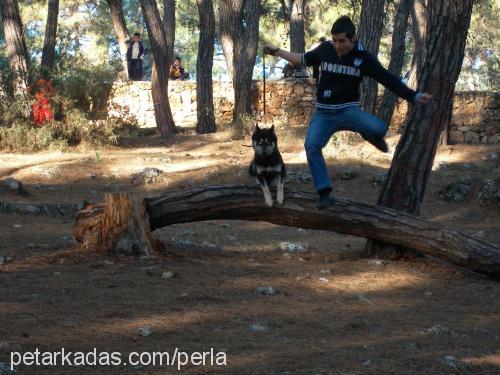 çakır Erkek Sibirya Kurdu (Husky)