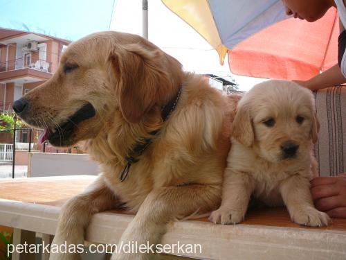 efe Erkek Golden Retriever