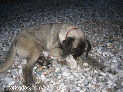 şila Dişi Kars Çoban Köpeği