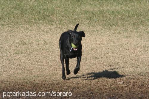 asil Erkek Labrador Retriever