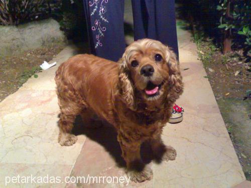 deyzi Dişi Amerikan Cocker Spaniel