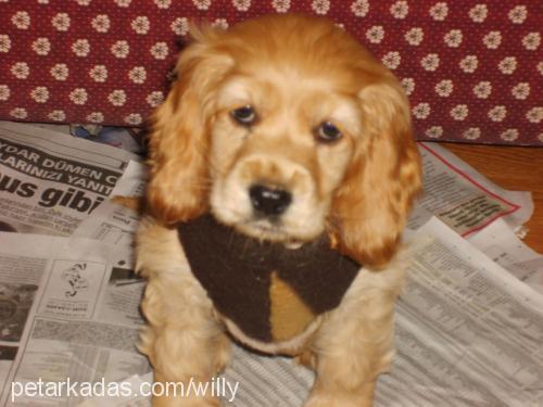 ada Dişi Amerikan Cocker Spaniel