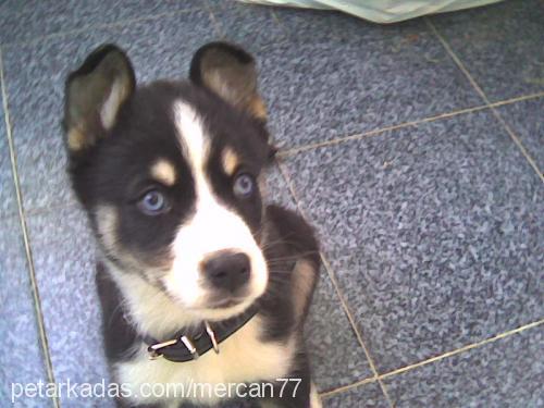 cesur Erkek Alaskan Malamute