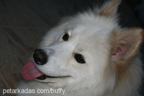 buffy Dişi Samoyed