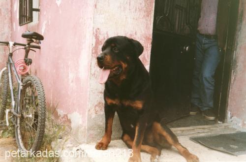 jaro Erkek Rottweiler