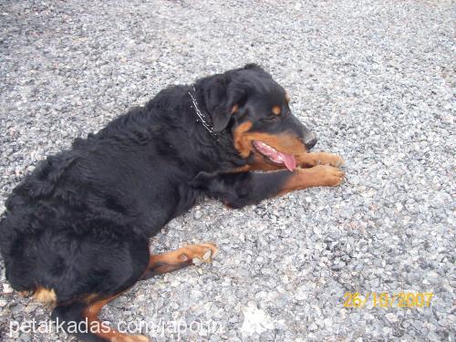 japon Erkek Rottweiler