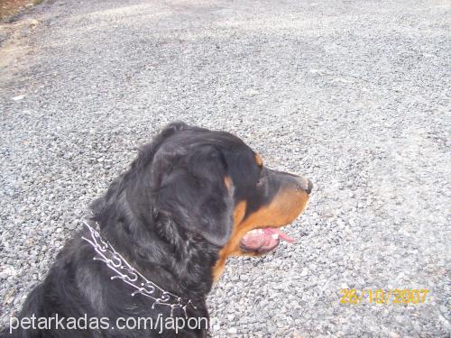 japon Erkek Rottweiler