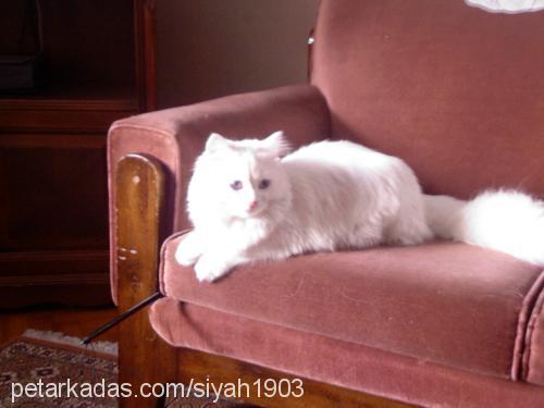 sİyah Dişi Ankara Kedisi (Angora)