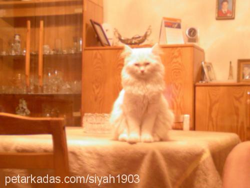 sİyah Dişi Ankara Kedisi (Angora)