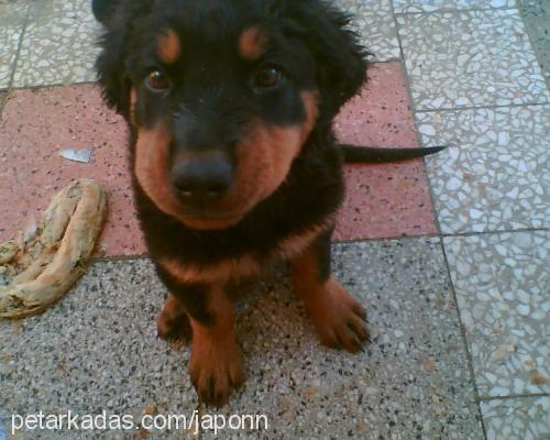 japon Erkek Rottweiler