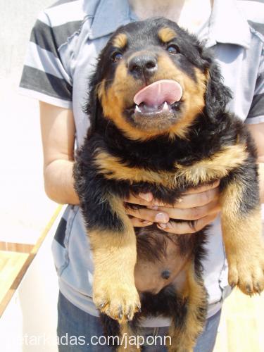 japon Erkek Rottweiler