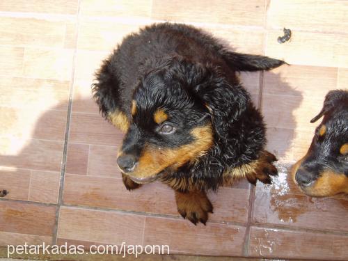 japon Erkek Rottweiler