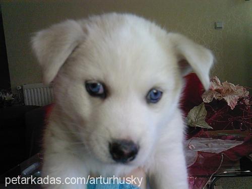 arthur Erkek Sibirya Kurdu (Husky)