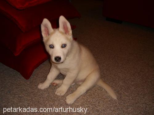 arthur Erkek Sibirya Kurdu (Husky)