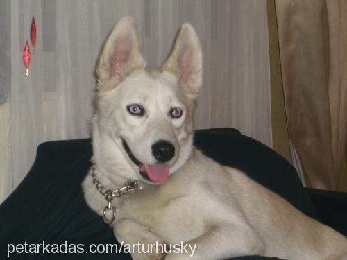 arthur Erkek Sibirya Kurdu (Husky)