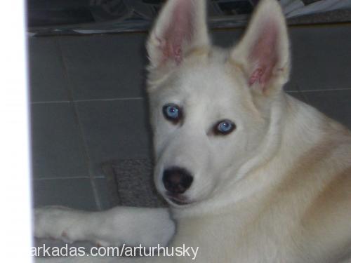 arthur Erkek Sibirya Kurdu (Husky)