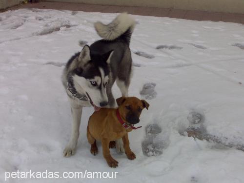 leydi Dişi Alaskan Malamute