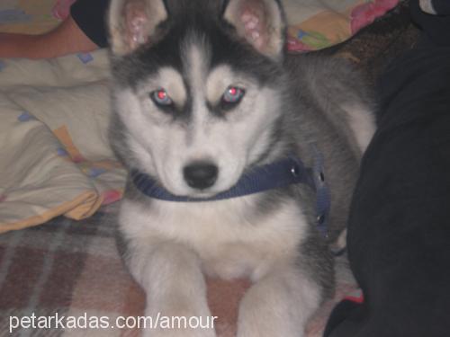 leydi Dişi Alaskan Malamute