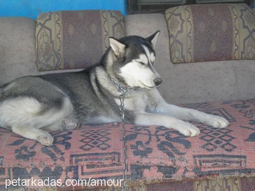 leydi Dişi Alaskan Malamute