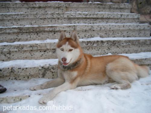 paşa Erkek Sibirya Kurdu (Husky)