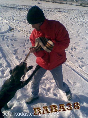 pyra Dişi Amerikan Pitbull Terrier