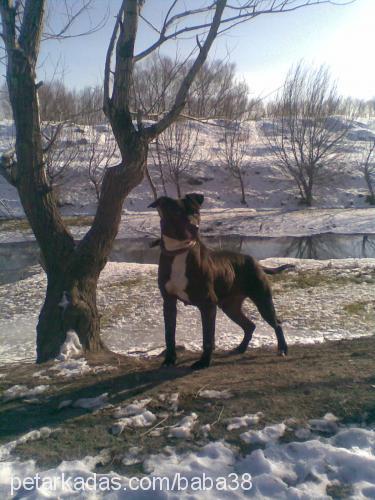 pyra Dişi Amerikan Pitbull Terrier