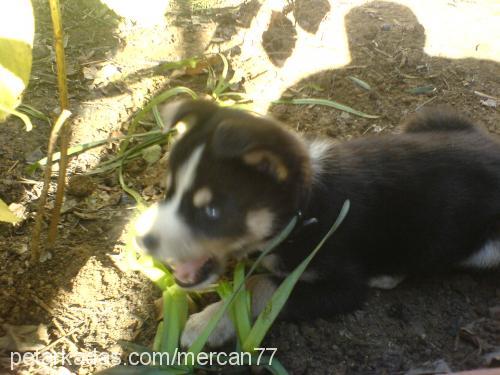 cesur Erkek Alaskan Malamute