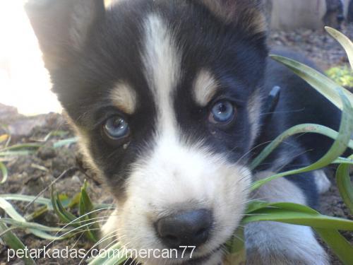 cesur Erkek Alaskan Malamute