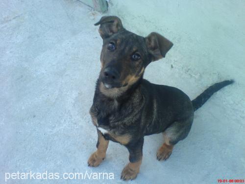 zeyna Dişi Doberman Pinscher