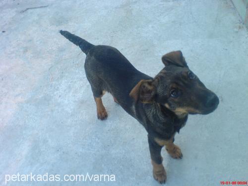 zeyna Dişi Doberman Pinscher