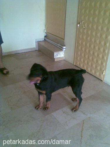 damar Erkek Rottweiler