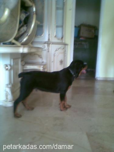 damar Erkek Rottweiler