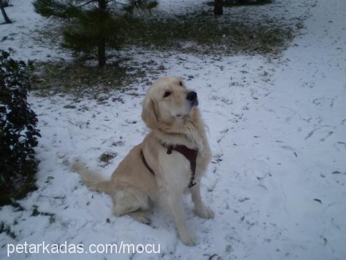 Çakıl Erkek Golden Retriever