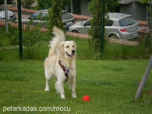 Çakıl Erkek Golden Retriever