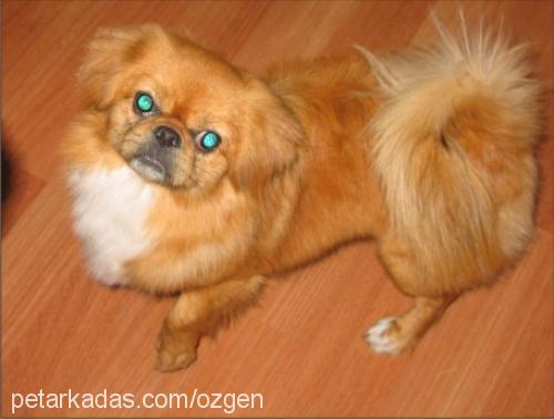 pasha Erkek Pekingese