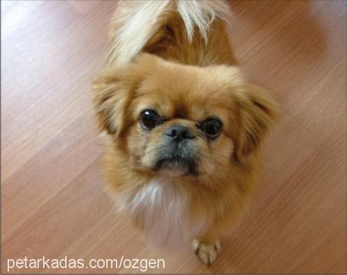 pasha Erkek Pekingese