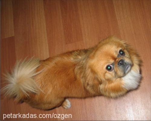 pasha Erkek Pekingese