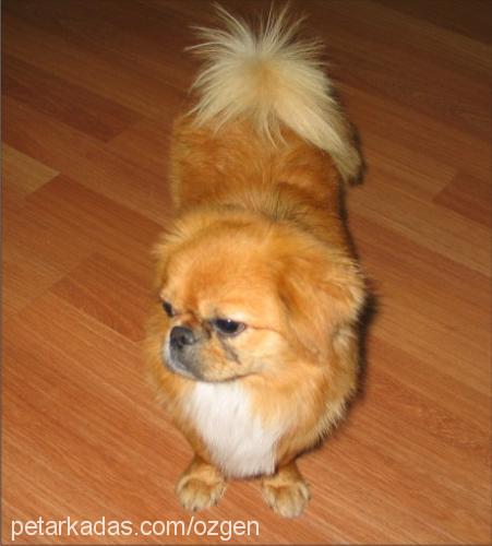 pasha Erkek Pekingese