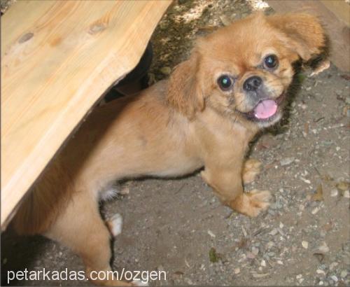 pasha Erkek Pekingese